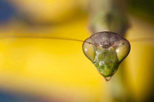 Close up of female praying mantis under the sun on colorful background