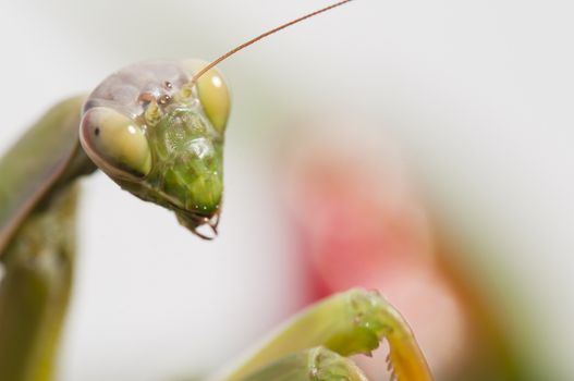 Close up of female praying mantis under the sun on colorful background