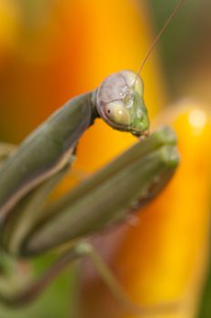 Close up of female praying mantis under the sun on colorful background