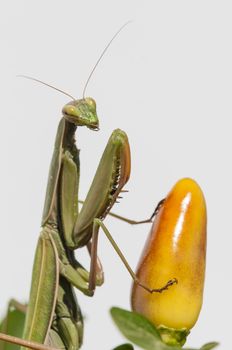 Close up of female praying mantis under the sun on colorful background