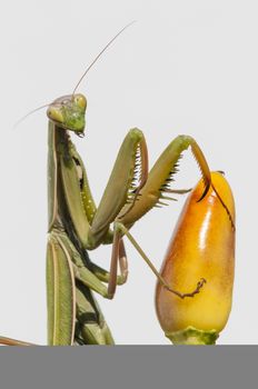 Close up of female praying mantis under the sun on colorful background