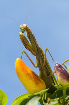 Close up of female praying mantis under the sun on colorful background