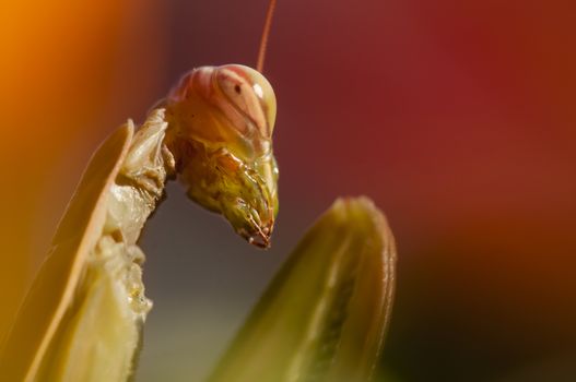 Close up of female praying mantis under the sun on colorful background