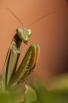 Close up of female praying mantis under the sun on colorful background