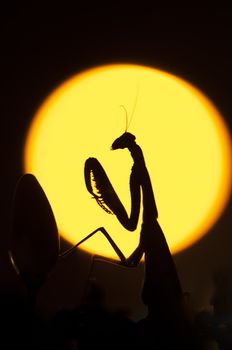 Close up of female praying mantis against sun background
