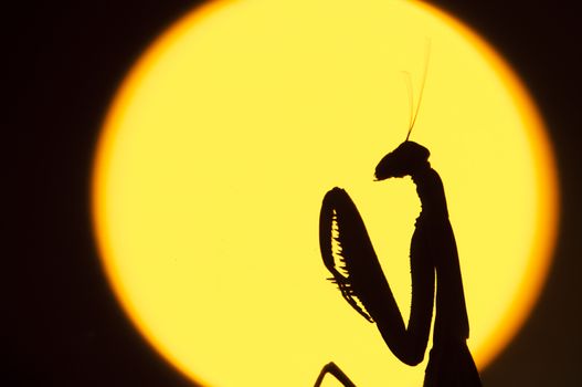 Close up of female praying mantis against sun background