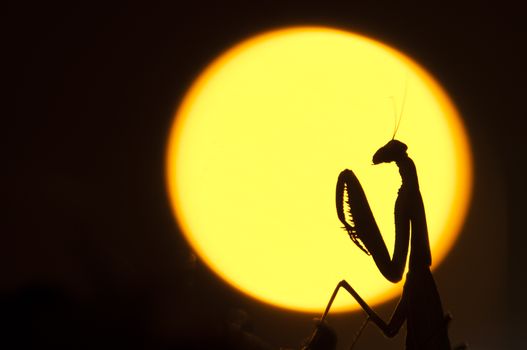 Close up of female praying mantis against sun background