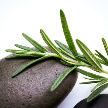 Close up branch of fresh rosemary on spa stone  setup on white wooden table. Selective focus shallow depth of field.