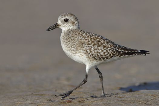 A Black-bellied Plover (Pluvialis squatarola) foraging on a beach in fall - - St. Petersburg, Florida