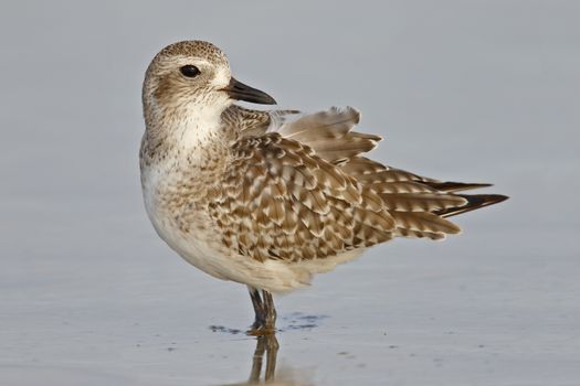 Black-bellied Plover (Pluvialis squatarola) wading in shallow water in the Gulf of Mexico - St. Petersburg, Florida