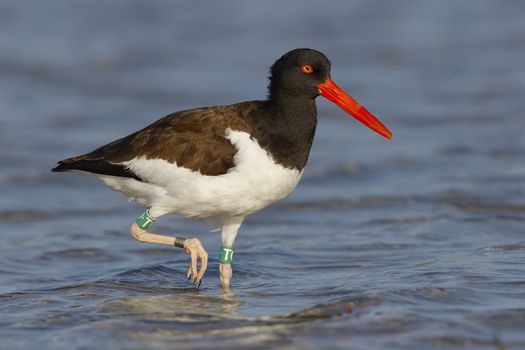 A banded American Oystercatcher (Haematopus palliatus) forages for worms and other invertebrates in a tidal pool - St. Petersburg, Florida