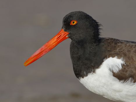 Closeup of an American Oystercatcher (Haematopus palliatus) - St. Petersburg, Florida