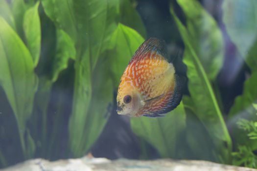 Close up of an orange discus fish (Symphysodon discus)