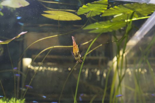 Orange pigeon blood discus fish (Symphysodon discus) in an aquarium