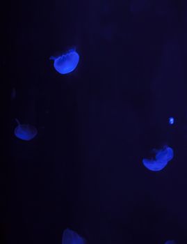 Close up of jellyfish