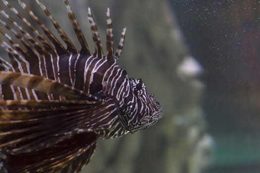 Close up of a lionfish