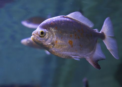 Close up of a red-bellied piranha (Pygocentrus nattereri)