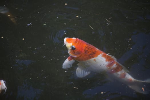 Koi (Cyprinus carpio), also called nishikigoi, swimming toward food pellets at the top of the water