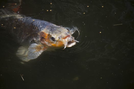 Koi (Cyprinus carpio), also called nishikigoi, swimming toward food pellets at the top of the water