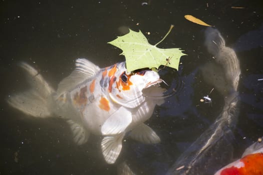 Koi (Cyprinus carpio), also called nishikigoi, swimming toward food pellets at the top of the water