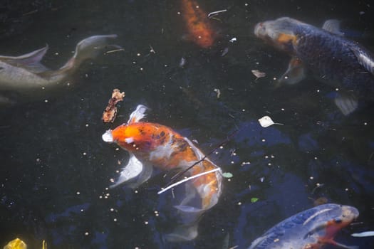 Koi (Cyprinus carpio), also called nishikigoi, swimming toward food pellets at the top of the water