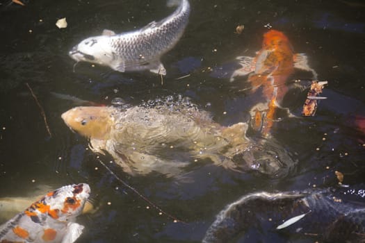 Koi (Cyprinus carpio), also called nishikigoi, swimming toward food pellets at the top of the water
