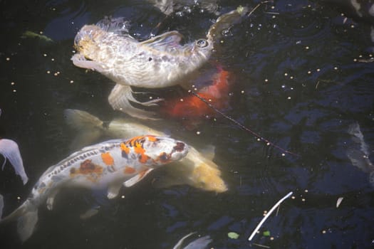 Koi (Cyprinus carpio), also called nishikigoi, swimming toward food pellets at the top of the water