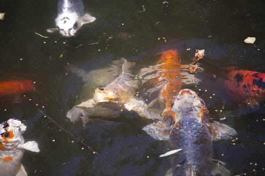 Koi (Cyprinus carpio), also called nishikigoi, swimming toward food pellets at the top of the water