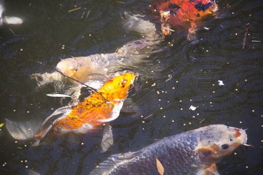 Koi (Cyprinus carpio), also called nishikigoi, swimming toward food pellets at the top of the water