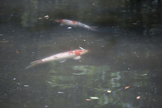 Koi (Cyprinus carpio), also called nishikigoi, swimming