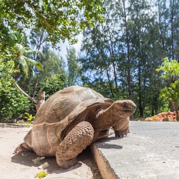 Big old Aldabra giant turtle, Aldabrachelys gigantea, crossing road on La Digue island, Seychelles.