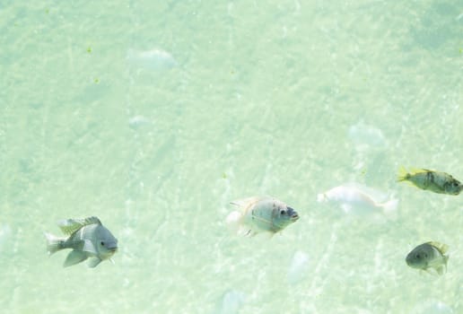 Zambezi river fish in freshwater