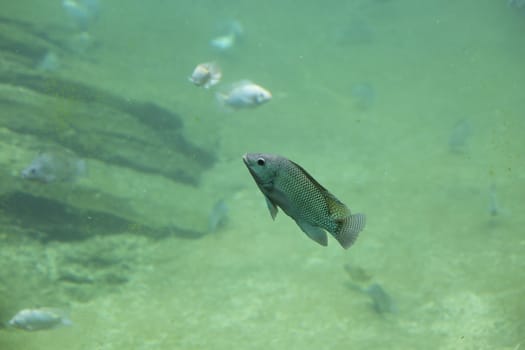 Zambezi river fish in freshwater