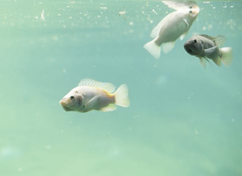 Zambezi river fish in freshwater