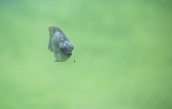 Zambezi river fish in freshwater