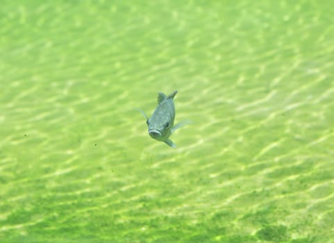 Zambezi river fish in freshwater