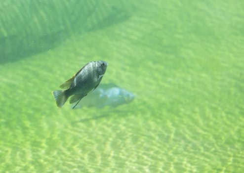 Zambezi river fish in freshwater