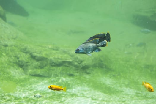 Zambezi river fish in freshwater