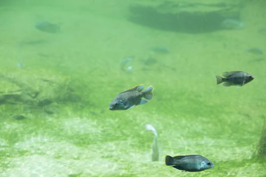 Zambezi river fish in freshwater