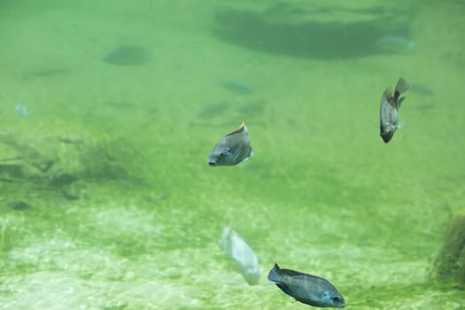 Zambezi river fish in freshwater