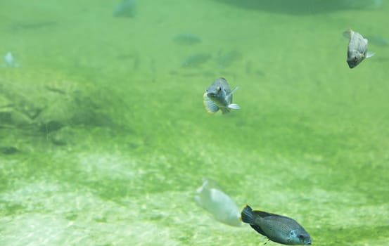 Zambezi river fish in freshwater