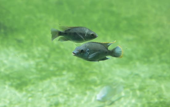 Zambezi river fish in freshwater