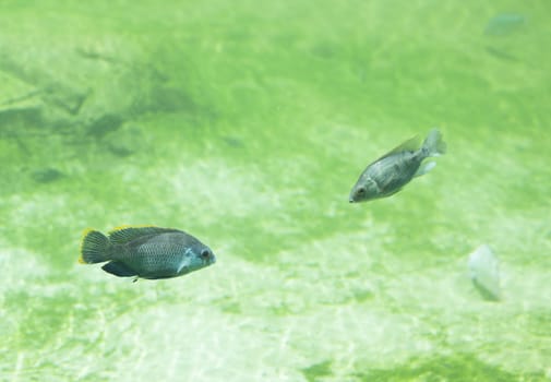 Zambezi river fish in freshwater