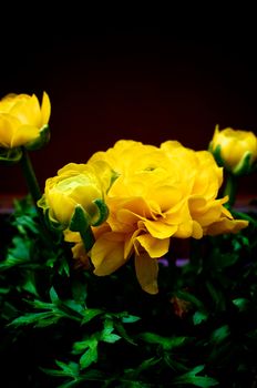 Beautiful Yellow Ranunculus Flowers with Buds and Leafs Outdoors on Dark background. Focus on Foreground