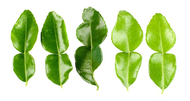 Arrangement of Five Fresh Crunchy Kaffir Lime Leafs In a Row isolated on White background