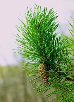 Closed Pine Cone into Green Fir Branches Outdoors on Blurred Natural background. Focus on Fir Cone