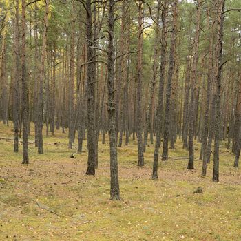 Many pine trunks in the forest.