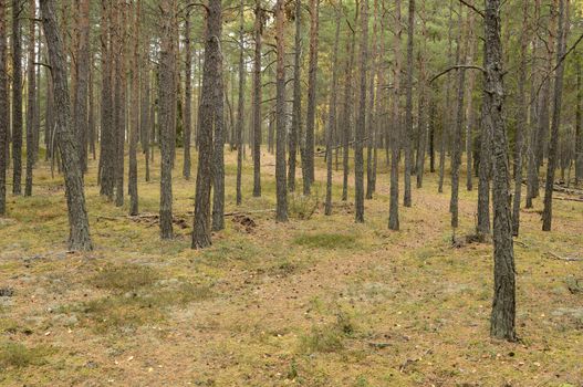 Many pine trunks in the forest.