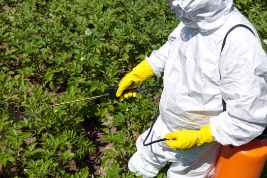 Man spraying toxic pesticides or insecticides in the vegetable garden