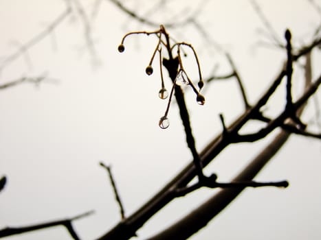 Closeup of Raindrops on Tree Branch during overcast Day